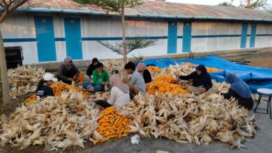PLN Sulap Limbah Jagung Jadi Listrik, Petani Tuban Raih Penghasilan Tambahan