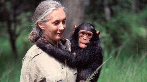 Pemimpin Dunia Berduka: Jane Goodall Meninggal, Dari Obama hingga Mark Carney
