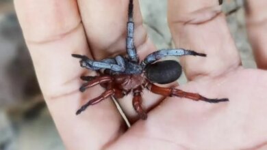 Penemuan Spesies Baru Laba-laba dengan Jenis Kelamin Ganda Mengguncang Ilmu Pengetahuan