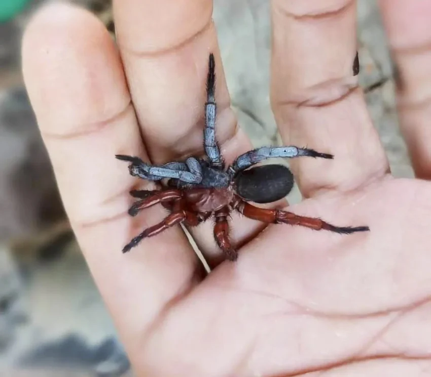 Penemuan Spesies Baru Laba-laba dengan Jenis Kelamin Ganda Mengguncang Ilmu Pengetahuan