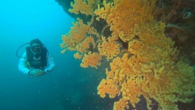 Perkuat Ekosistem Biru, Dorong Ekonomi Pesisir Maluku Tengah yang Berkelanjutan