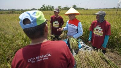 Program Cita Sembada Dorong Peningkatan Produksi Padi Sidoarjo