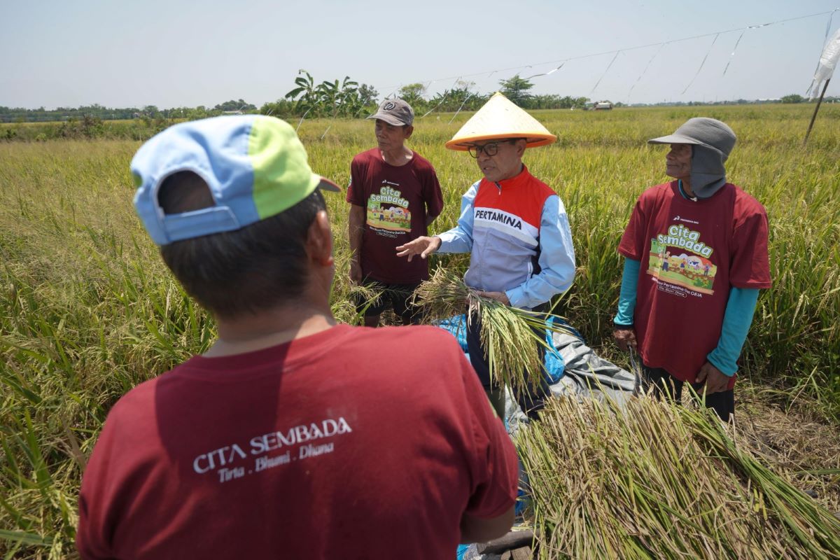 Program Cita Sembada Dorong Peningkatan Produksi Padi Sidoarjo