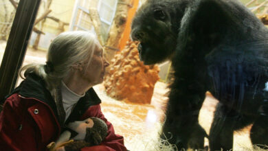 Resep Sehat Mendiang Jane Goodall: Inspirasi Hidup Hingga Usia 91 Tahun