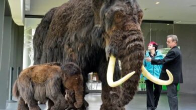 Terungkap! Orang Abad ke-20 Nikmati Daging Mammoth Seperti Steak