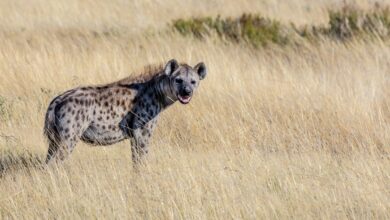 Aksi Langka Hiena dan Satwa Liar Afrika Terekam Kamera: Momen Menakjubkan