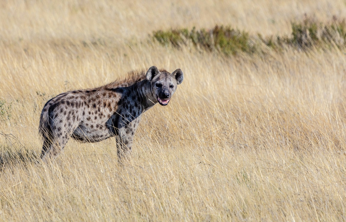 Aksi Langka Hiena dan Satwa Liar Afrika Terekam Kamera: Momen Menakjubkan