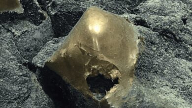 Bola Emas Misterius Ditemukan di Dasar Laut Alaska, Para Ilmuwan Terkejut dan Bingung!