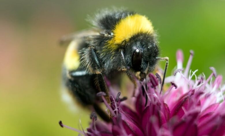 Bumblebee Dapat Dilatih Kenali Kode Morse: Temuan Menarik dalam Studi Baru