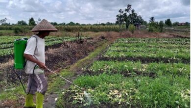 Cuaca Ekstrem di Banjarbaru: Ancaman Serius bagi Produksi Sayuran dan Palawija