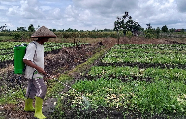 Cuaca Ekstrem di Banjarbaru: Ancaman Serius bagi Produksi Sayuran dan Palawija
