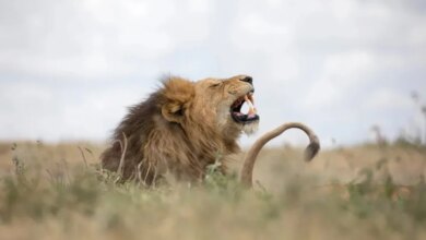 Fenomena Baru: Ilmuwan Temukan Jenis Auman Singa Berkat Kecerdasan Buatan!