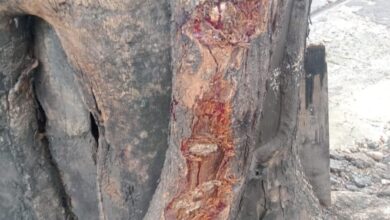 Gary Iskak Diduga Tak Kenakan Helm Saat Kecelakaan Maut: Penampakan Pohon Mematikan Mengguncang!