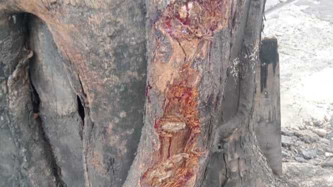 Gary Iskak Diduga Tak Kenakan Helm Saat Kecelakaan Maut: Penampakan Pohon Mematikan Mengguncang!