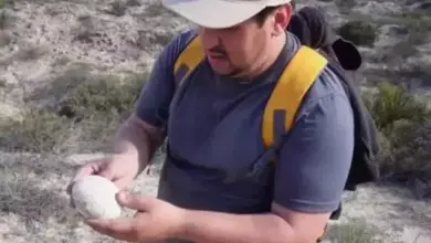 Heboh! Telur Dinosaurus Baru Ditemukan, Seolah Segera Menetas dari Induknya!