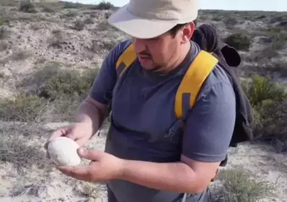 Heboh! Telur Dinosaurus Baru Ditemukan, Seolah Segera Menetas dari Induknya!