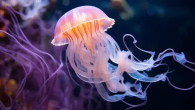 Hewan Tanpa Otak: Mungkinkah Mereka Masih Bisa Berpikir? Simak Fakta Menariknya!