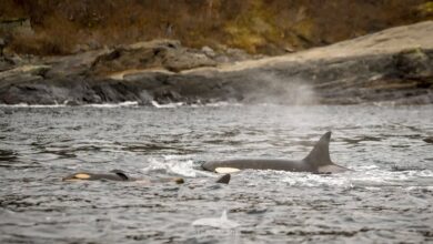 Ilmuwan Norwegia Menghadiri Momen Langka: Kelahiran Paus Orca di Alam Liar!