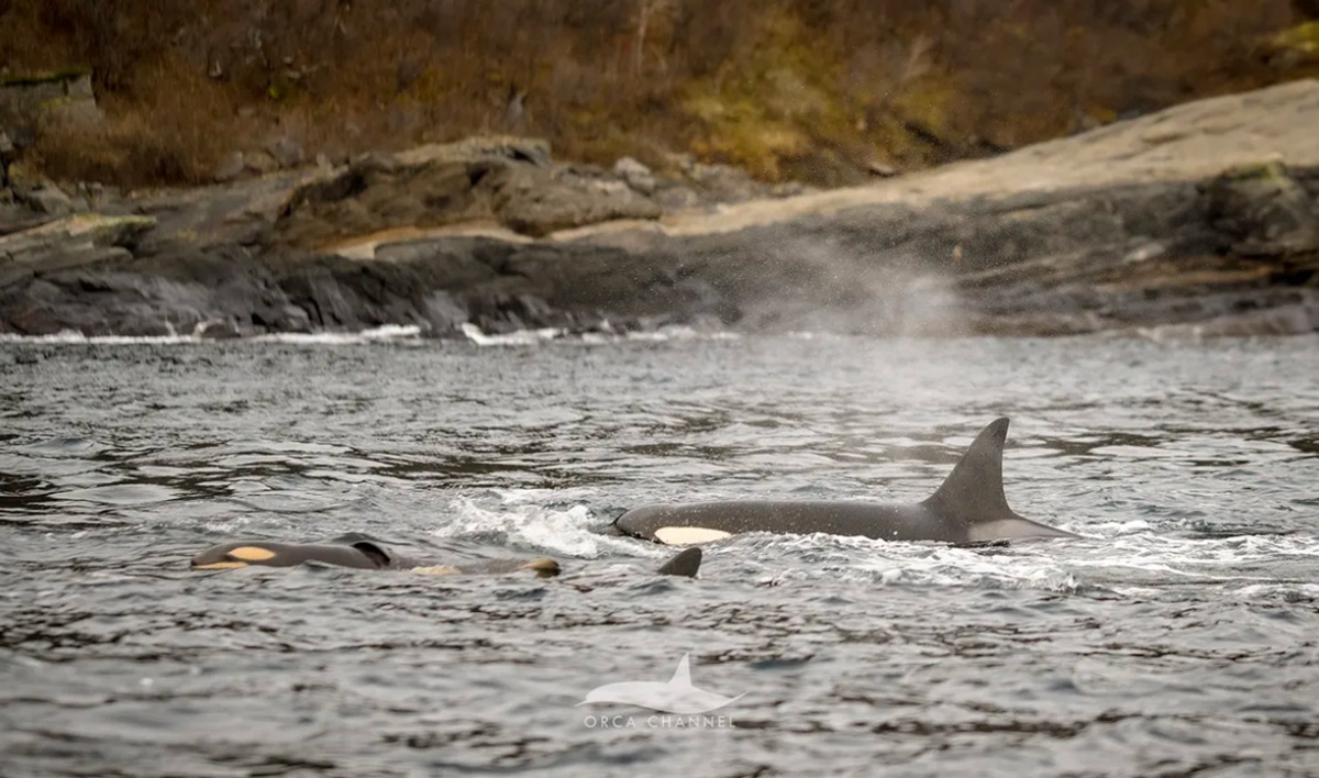 Ilmuwan Norwegia Menghadiri Momen Langka: Kelahiran Paus Orca di Alam Liar!