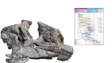 Jejak Dinosaurus Purba Berusia 200 Juta Tahun Ditemukan di Tiongkok: Temuan yang Mengejutkan!