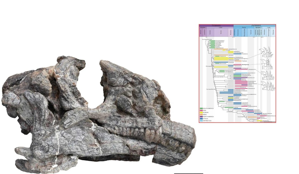 Jejak Dinosaurus Purba Berusia 200 Juta Tahun Ditemukan di Tiongkok: Temuan yang Mengejutkan!