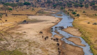 Keajaiban Afrika: Mengapa Kontinen Ini Jadi Rumah Bagi Hewan Darat Terbesar di Dunia?