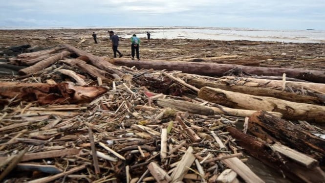Kemenhut Temukan Sumber Kayu Gelondongan Terbawa Banjir di Sumatra: Apa yang Terjadi?