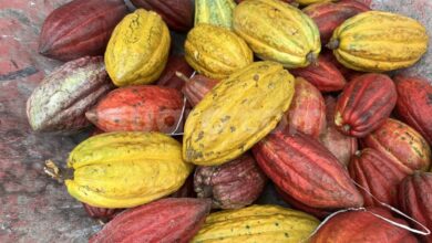 Kemenkeu Program Peremajaan 5.000 Hektar Lahan Kakao 2026: Apa Manfaatnya bagi Petani?