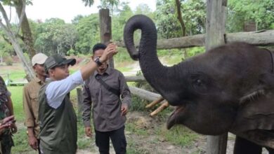 Kementerian Kehutanan Tegaskan Komitmen Restorasi Taman Nasional Tesso Nilo: Apa Langkah Selanjutnya?