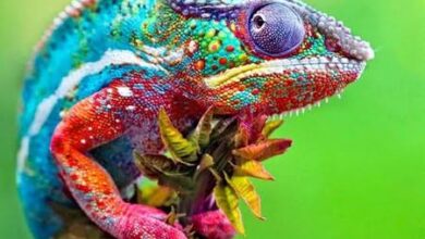 Mata Bunglon Berputar: Rahasia Canggih di Balik Teknik Berburu yang Mengagumkan