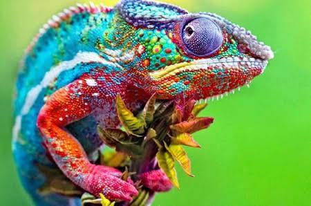 Mata Bunglon Berputar: Rahasia Canggih di Balik Teknik Berburu yang Mengagumkan