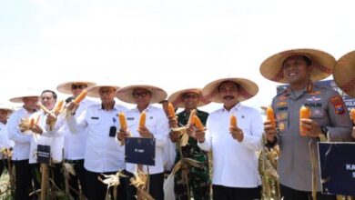 Menteri Imipas Panen Jagung di Sidoarjo, Tingkatkan Ketahanan Pangan Nasional