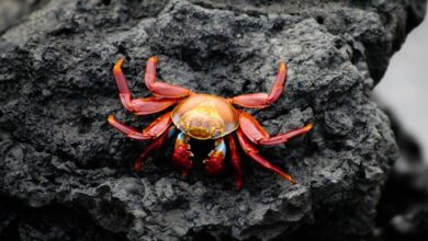 Migrasi Kepiting Merah di Pulau Christmas: Fenomena Alam yang Spektakuler