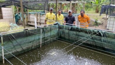 NHM Peduli: Dorong Ekonomi Desa Soahukum Melalui Budidaya Ikan Nila yang Inovatif
