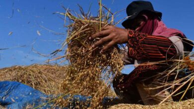 Pemerintah Investasi Rp5 Triliun: 100 Gudang Gabah dan Jagung untuk Petani Siap Didirikan