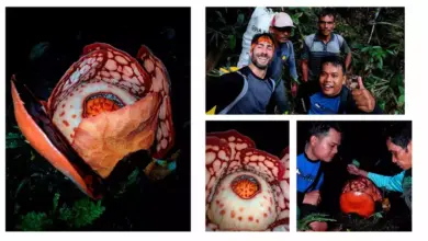 Penampakan Langka Rafflesia Hasseltii di Sumbar: Kejutan Alam yang Bikin X Gempar!