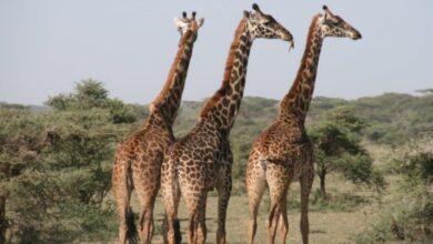Penelitian Baru Mengungkap Rahasia Evolusi Leher dan Kaki Panjang Jerapah yang Mengejutkan
