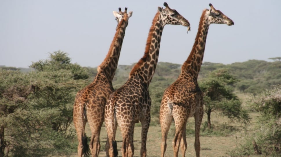 Penelitian Baru Mengungkap Rahasia Evolusi Leher dan Kaki Panjang Jerapah yang Mengejutkan