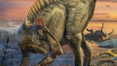 Penemuan Fosil Dinosaurus Ungkap Wujud Asli Edmontosaurus 66 Juta Tahun Lalu