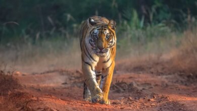 Perdagangan Harimau Meningkat: Indonesia Jadi Penyumbang Terbesar, Apa Dampaknya bagi Konservasi?