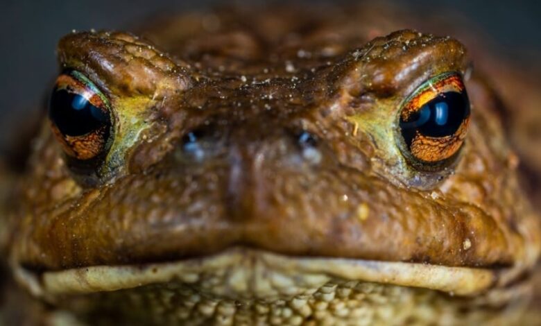 Rahasia Unik Katak: Metode Bernapas dan Minum Melalui Kulit yang Mencengangkan