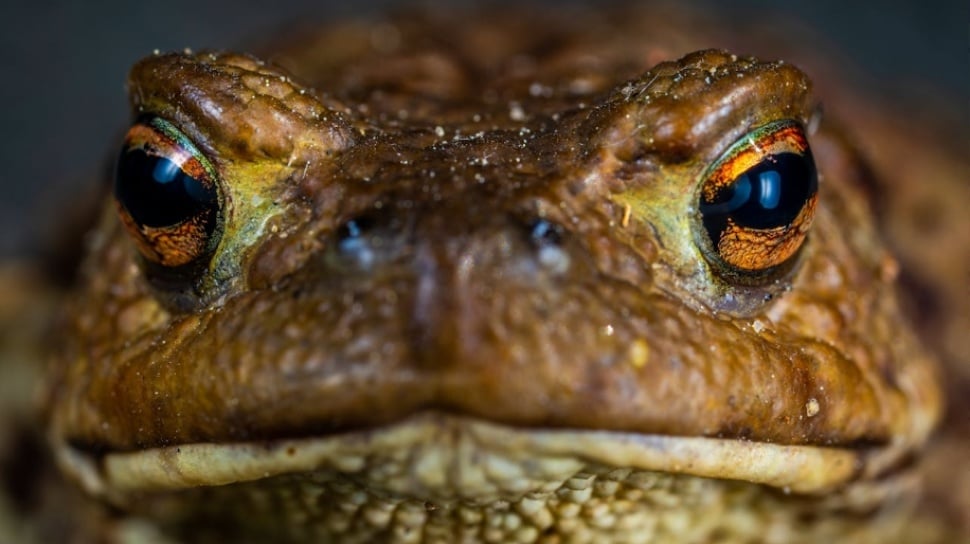 Rahasia Unik Katak: Metode Bernapas dan Minum Melalui Kulit yang Mencengangkan