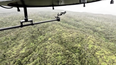 Ratusan Ribu Nyamuk Rekayasa Dilepas di Hawaii: Tujuan dan Implikasinya Bagi Lingkungan