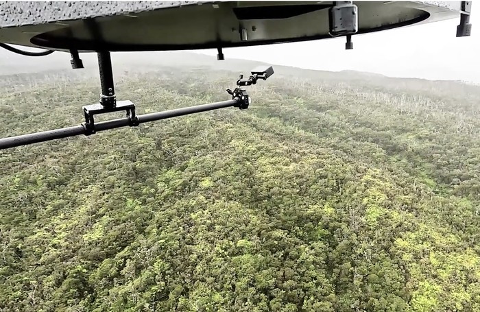 Ratusan Ribu Nyamuk Rekayasa Dilepas di Hawaii: Tujuan dan Implikasinya Bagi Lingkungan