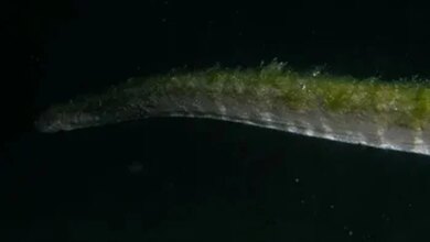 Ular Purba yang Lama Hilang Muncul Kembali di Pulau Komodo: Apa Artinya untuk Ekosistem?