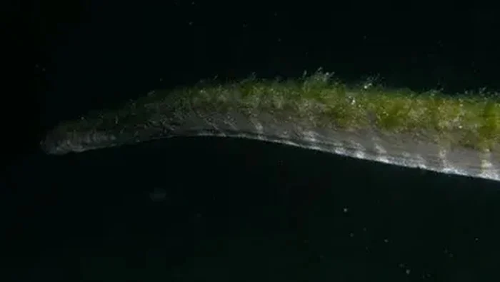 Ular Purba yang Lama Hilang Muncul Kembali di Pulau Komodo: Apa Artinya untuk Ekosistem?