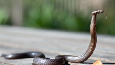 Video Viral Penyelamatan Pria Sebelum Ular Kobra Masuk Celana, Bikin Merinding!