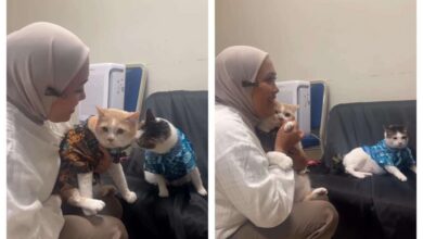 Viral! Kucing Pororo Tabok Bobby Kertanegara, Ini Ekspresinya yang Menggemaskan