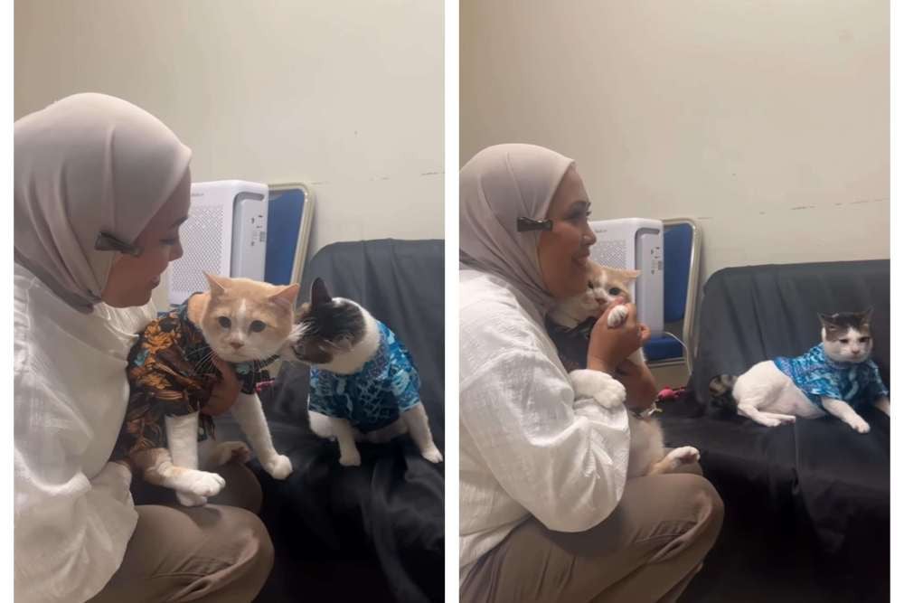 Viral! Kucing Pororo Tabok Bobby Kertanegara, Ini Ekspresinya yang Menggemaskan