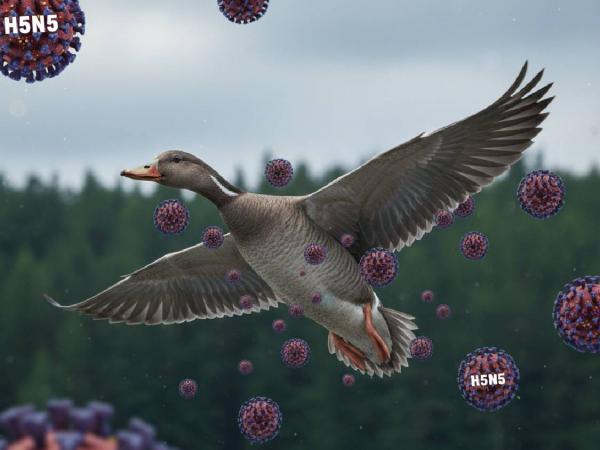 Virus H5N5 Masuk Indonesia: Epidemiolog Ungkap Risiko Kecil, Namun Waspada Penting!